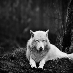 Poster del Lobo