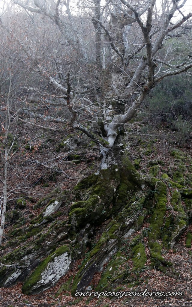 Hayedo de Montejo Sierra del Rincón