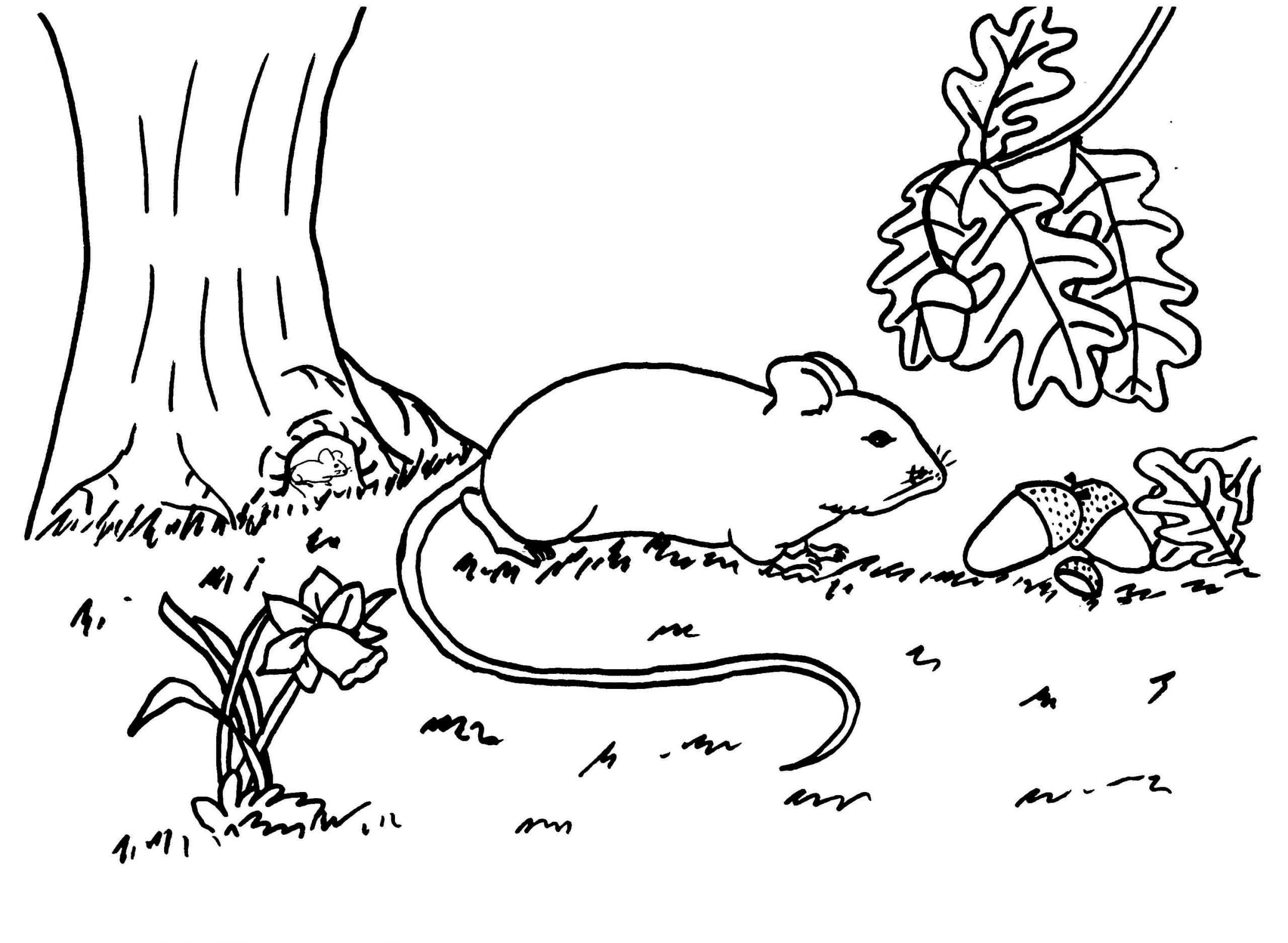 Ratón de campo