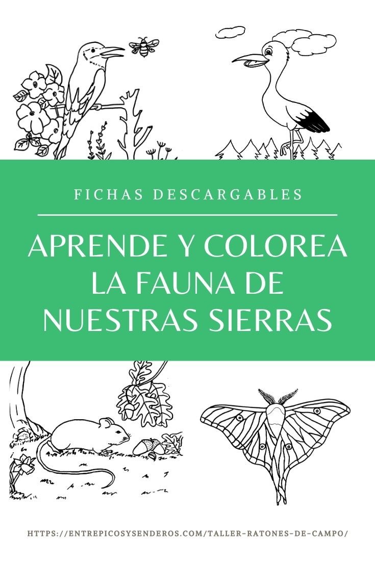 Abejaruco