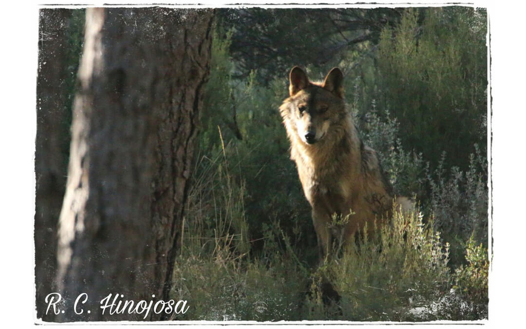 Observación Lobo Ibérico Sierra de la Culebra