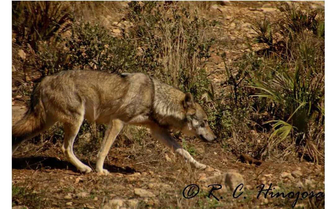 Observación Lobo Ibérico Sierra de la Culebra