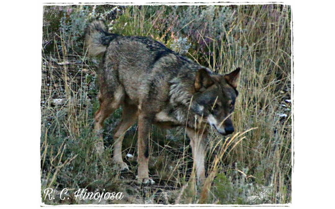 Observación Lobo Ibérico Sierra de la Culebra